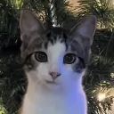 birdcat25