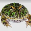 frogoncocanie