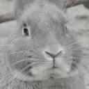 casloafy