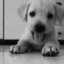 puppi.bitez