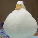 dampush