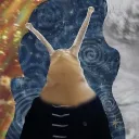 _sonus