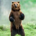 jbear06775