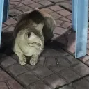 w_chat1
