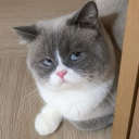 avatar 𝑴𝒂𝒚𝒂