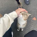 ningnaangping