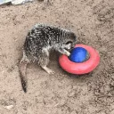 minimeerkat