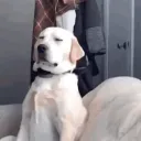 snipecookie