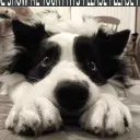 postleftpuppy
