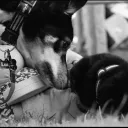 thecatandthedogthe