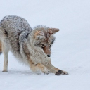 avatar ❄JollyRando❄