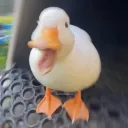 spookygurbeen
