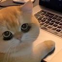 avatar Ánh Chiều Tàn