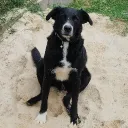 pauloavolpato avatar