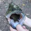 largemouth_bass1 avatar