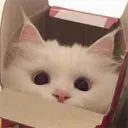 doku_tengoku