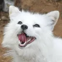 foxgamer575
