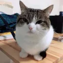 nopparut