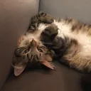myshcat