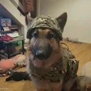 abaffledturtle