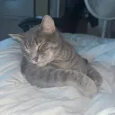 frontvl