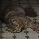 avatar cynocephalus