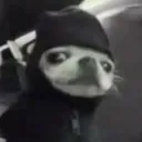 freakyalgo