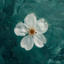 avatar Jasmine