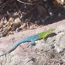 cristobaldeshindo avatar