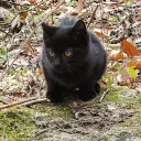 cat_1005