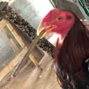 blcsabbath