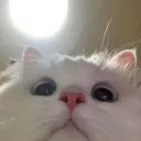 __.y. avatar