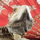 indilizard