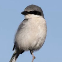 avatar himehongclairjoshi