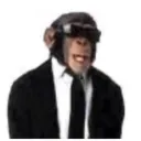 observarr