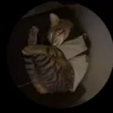 sliceofjes