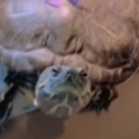 thatrandomturt