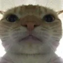 rainergecko