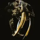 jurassicchaos