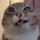 _leoopard