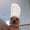 thebobshooter