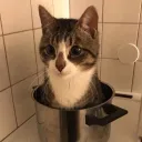 fofo_v3
