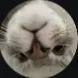 capollie