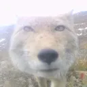 dvvis