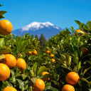 avatar CitrusTreeLover