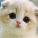gatitosecretario