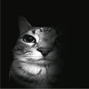 Аватар zixeryy