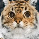 nekoeka