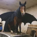blueberry.bats