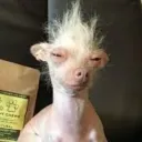 cachorrosatanoso